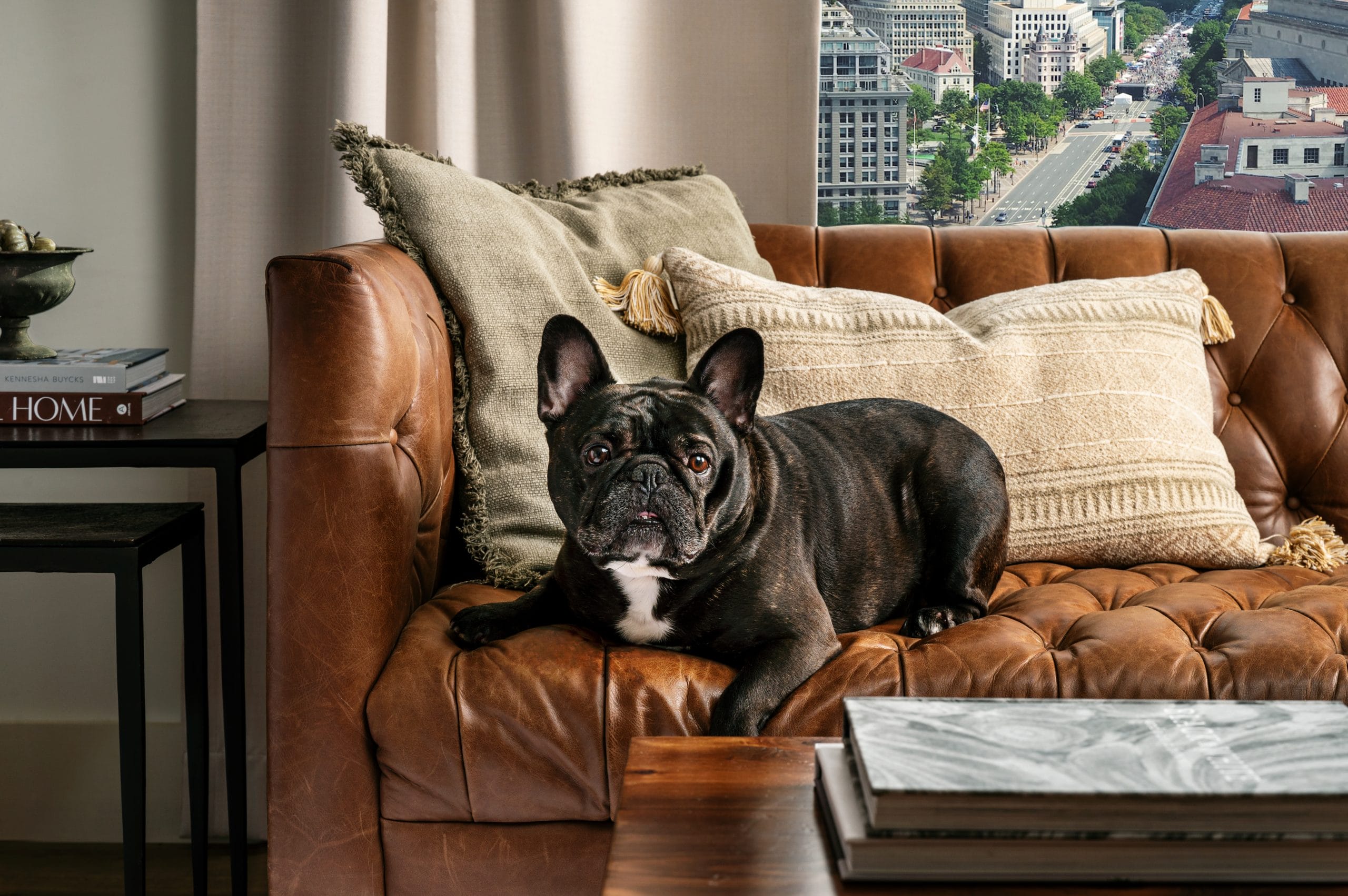 bulldog on a couch, Mr. Louie