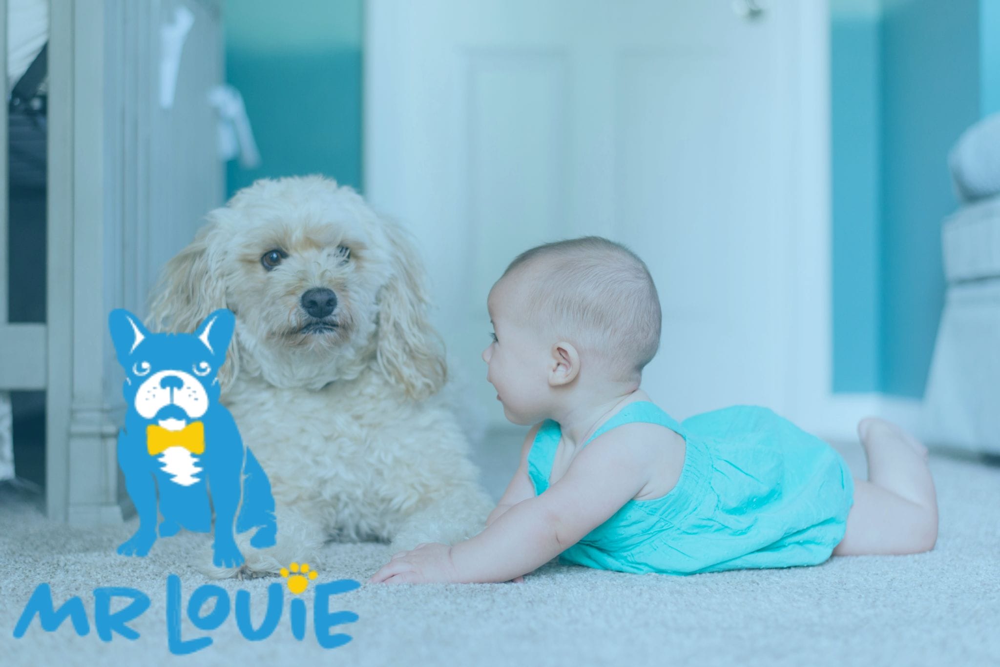 The Quick Guide to a Clean, Pet-Friendly Home with Mr. Louie